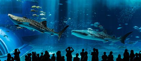 Public Aquariums And Underwater Zoos Around The World Mybayut