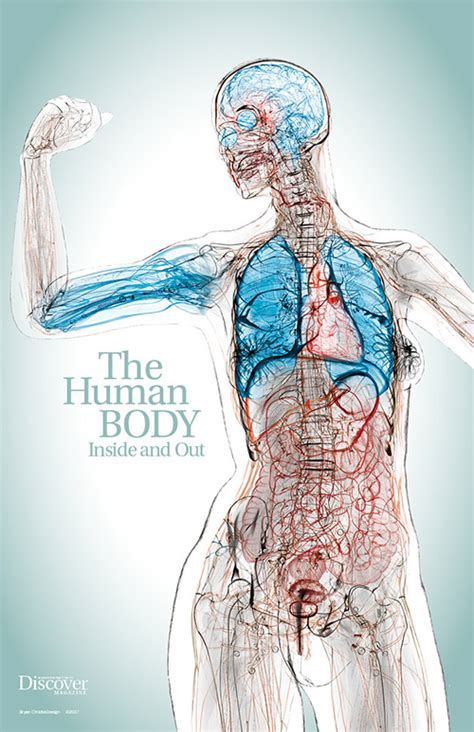 The Human Body Inside And Out Poster