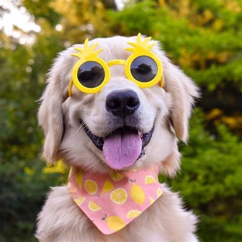 Dogs Cuteness Alert We Bet These Dogs Wearing Sunglasses Will Be The