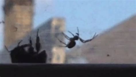 Bumblebee Caught In A Spiders Web Has No Chance Of Escape Until