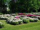 Peony Gardens at the Nichols Arboretum (University of Michigan, Ann ...