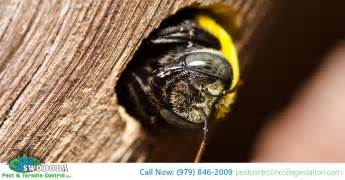 We did not find results for: What To Do About Carpenter Bees - Swoboda Pest & Termite ...
