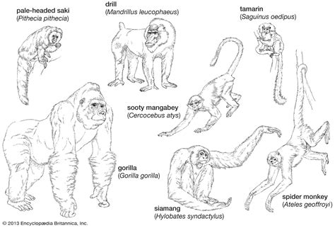 Types Of Primates