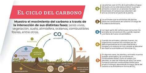Potencial De Captura De Carbono Secretaría De Agricultura Y