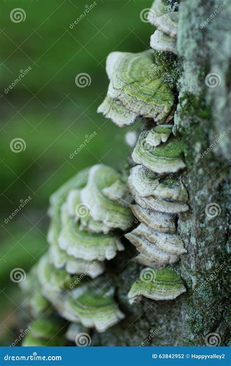 Green Fungus Or Fungi On Tree Stock Photo Image Of Green Fungus