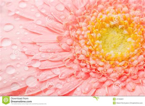Pink Gerbera Stock Image Image Of Rainfall Flowing 41752921