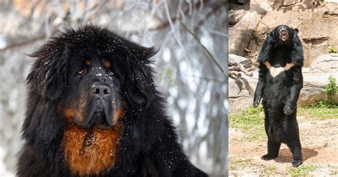 Asiatic Black Bear Mistaken For Pet Tibetan Mastiff Dog