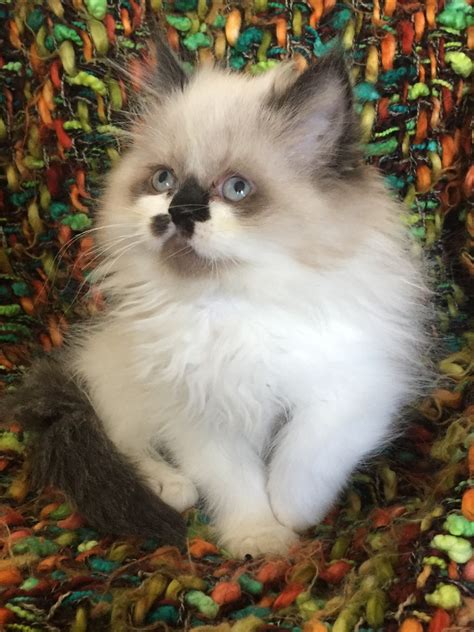 Or, for the complete list of siamese cat breeders in the entire usa, click here. Ragdoll Cats For Sale | Rochester Hills, MI #282393
