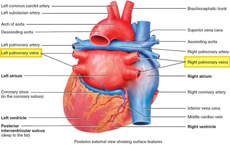 Pulmonary Vein Anatomy Function Location Ablation Stenosis And Thrombosis