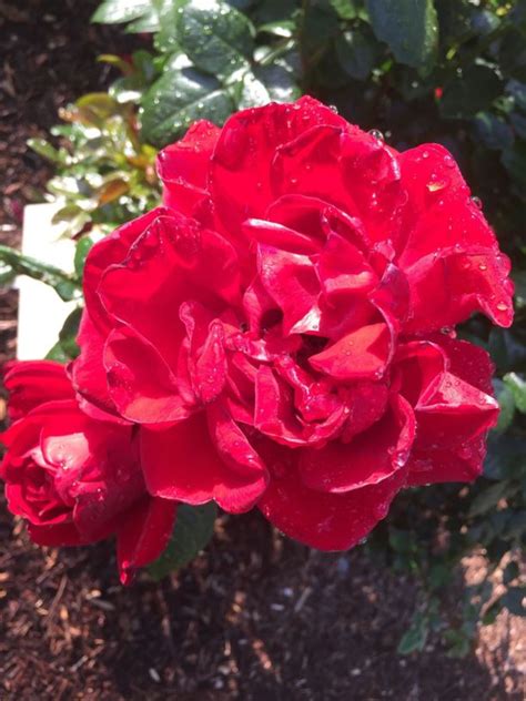 Rosa Gallipoli Centenary Rose Rose The Royal Botanic Garden Sydney