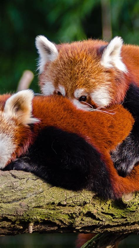 Red Panda Cuddle Wallpaper Backiee