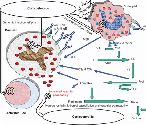 Mechanisms Of Action Of Corticosteroids On The Main Effector Cells In