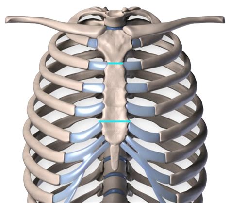 Mahmoud Nasr Human Anatomy Part Three Rib Cage Mahmoud Nasr 2020