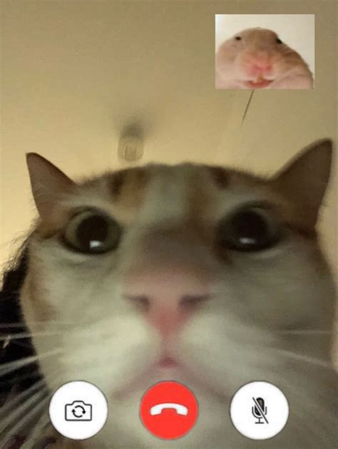 Facetime Cat And Hamster Funny Cat Wallpaper Funny Cute Cats Cute