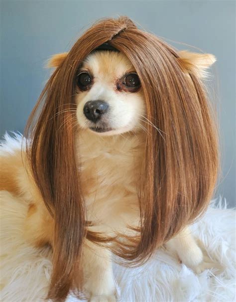 Cute Pet Wig For Dog Or Cat Halloween Pet Wig Costume Etsy In