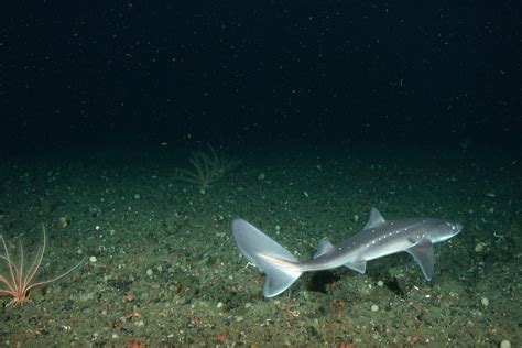 Dogfish These Photos Of Rarely Seen Deep Sea Animals In