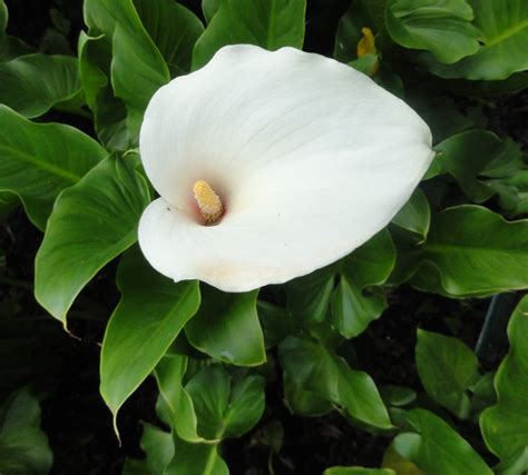 How To Grow And Care For Arum Lilies