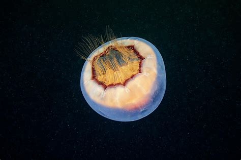 Brown Banded Moon Jellyfish Photograph By Alexander Semenovscience