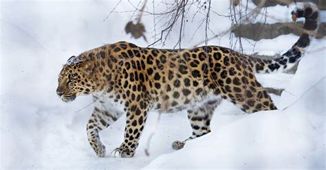 Conoce Al Leopardo Del Amur Uno De Los Felinos Más Raros Del Mundo