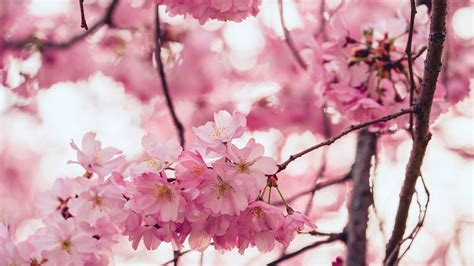 Sakura In Spring The Ultimate Guide To Cherry Blossom Season Small