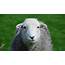 Coloured Markings On Herdwick Sheep  The Herdy Company
