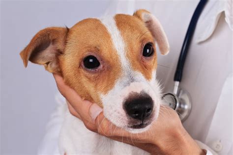 Eye discharge is a common problem in dogs. Red Eyes in Dogs | Great Pet Care