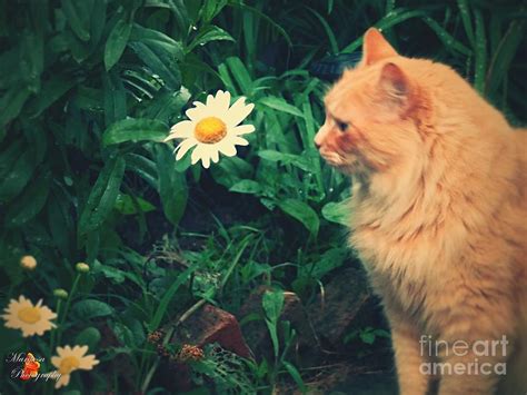 Stop And Smell The Daisies Too Photograph By Jannice Perdomo Walker