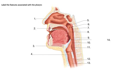 Label Features Associated With Pharynx Diagram Quizlet