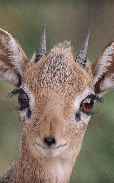 Baby Dik Dik Pictures The Creature Feature 10 Fun Facts About The Dik