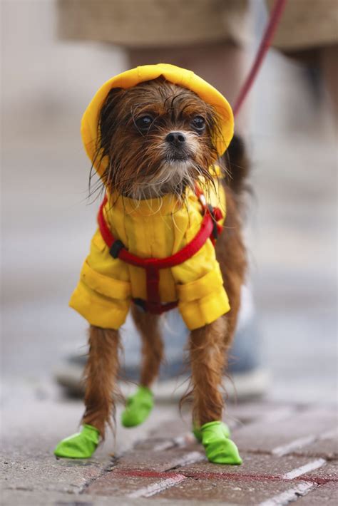 The rain dripped from the palm trees. Ready for the rain...Dog in a rain coat and boots | Dogs ...