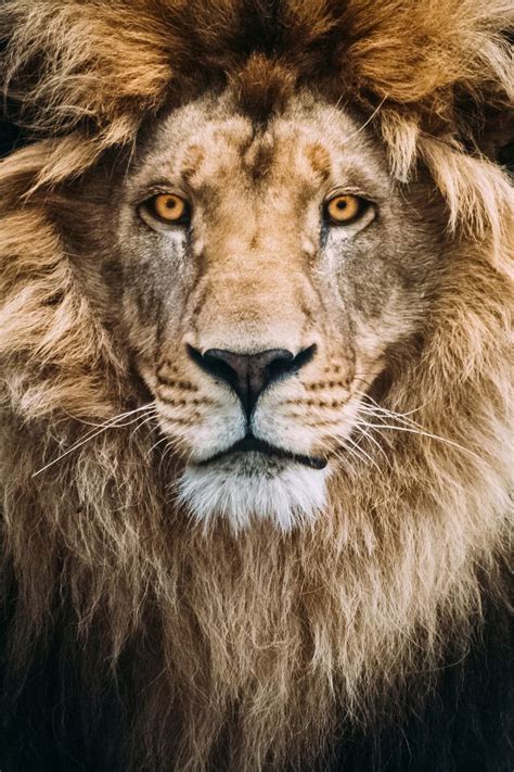 Portrait Of A Beautiful Lion Beautiful Lion Wild Cats Animals Wild