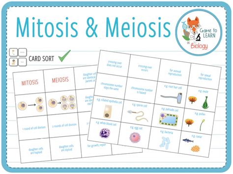 Mitosis And Meiosis Comparison Card Sort Ks34 Teaching Resources
