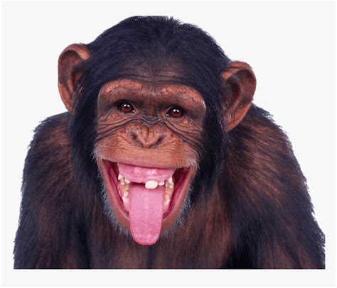 Chimpanzee Sticking Out Tongue Happy Monkey Hd Png Download