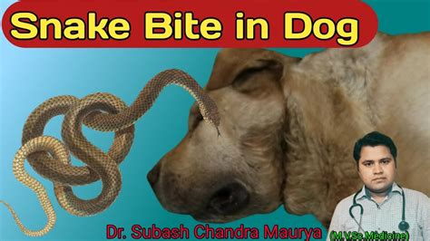 Symptoms And Treatment Of Snake Bite In Dogs Save The Dog From Snake