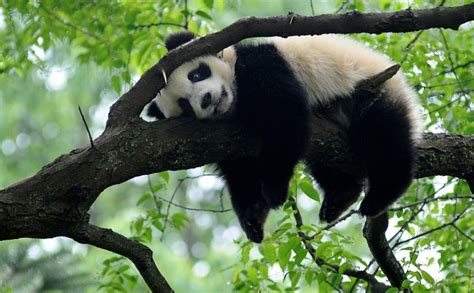 Why Are Giant Pandas Black And White Scientists Unlock The Secrets Of