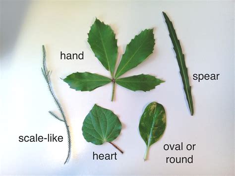 Native Plant Leaves Diy Classification System — Science Learning Hub