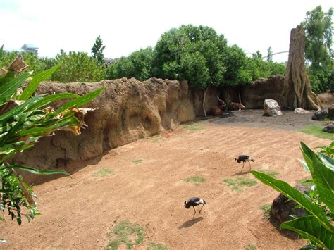 Antelope And Crane Exhibit At Bioparc Valencia 280511