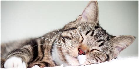 Why Do Cats Sleep So Much Know The Reasons Petrefine