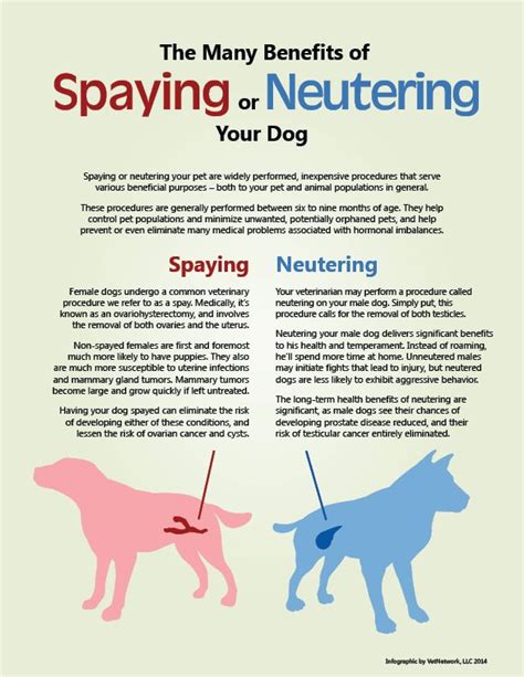 What Does Neutering A Dog Do