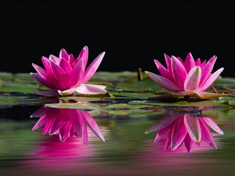 Water Lilies Meaning And Symbolism In Different Cultures Religions