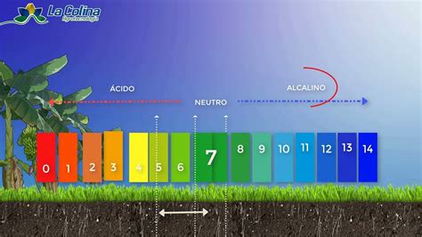 Qu Es El Ph Del Suelo Y Para Qu Sirve Youtube