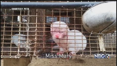 Fur Farm Accused Of Animal Cruelty Youtube