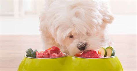 How Many Of These 11 Pet Feeding Tips Do You Follow