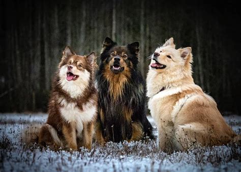 5 Interesting Facts About The Finnish Lapphund Finnish Lapphund
