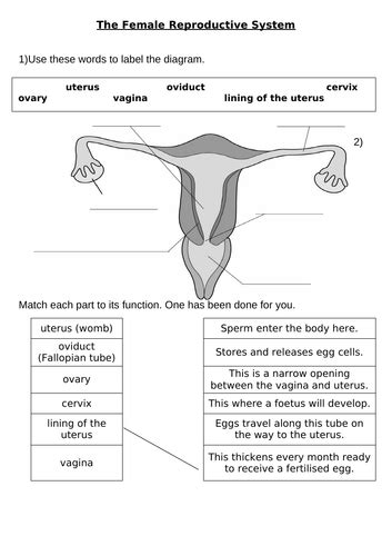 The Female Reproductive System Teaching Resources