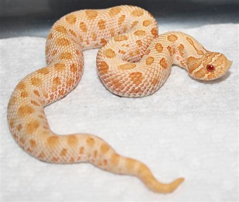 Images For Yellow Anaconda Python Breeders Temperament Pet Snake