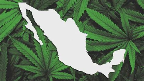 Beneficios De La Legalización De La Marihuana En México Pothead Media
