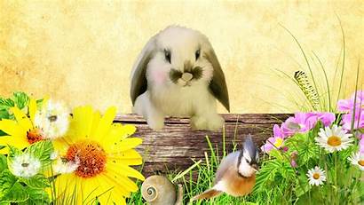 Whimsical Desktop Sunflower Bunny Winter Snow Rabbit