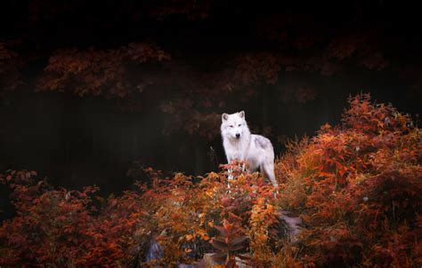 Nature Animals Wildlife Wolf Trees Forest Leaves Fall Rock