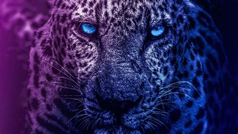 Snow Leopard With Blue Eyes Wallpaper